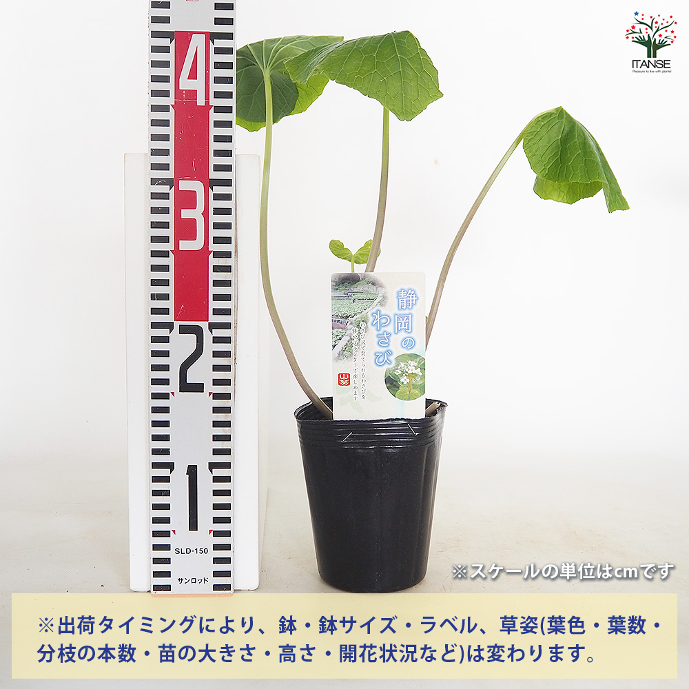 静岡県産　わさび苗　１００本　ワサビ　苗 静岡県産 わさび苗 100本 ワサビ 苗 【公式通販】