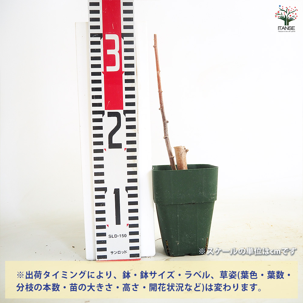 スイートキャッサバ 野菜の苗 3号/1個売り タピオカ タピオカの苗 芋の