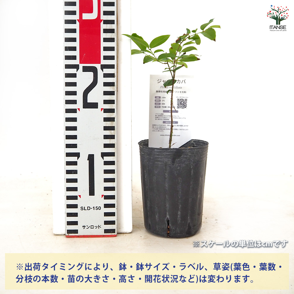 ジャボチカバの苗木 果樹の苗 3号/1個売り 熱帯果樹 ジャボチカバ苗