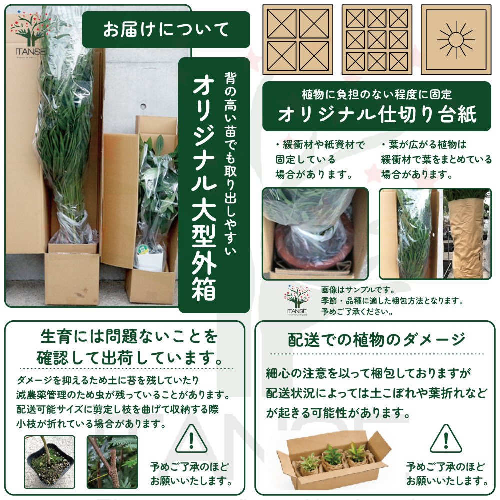 ジャボチカバの苗木 果樹の苗 3号/1個売り 熱帯果樹 ジャボチカバ苗