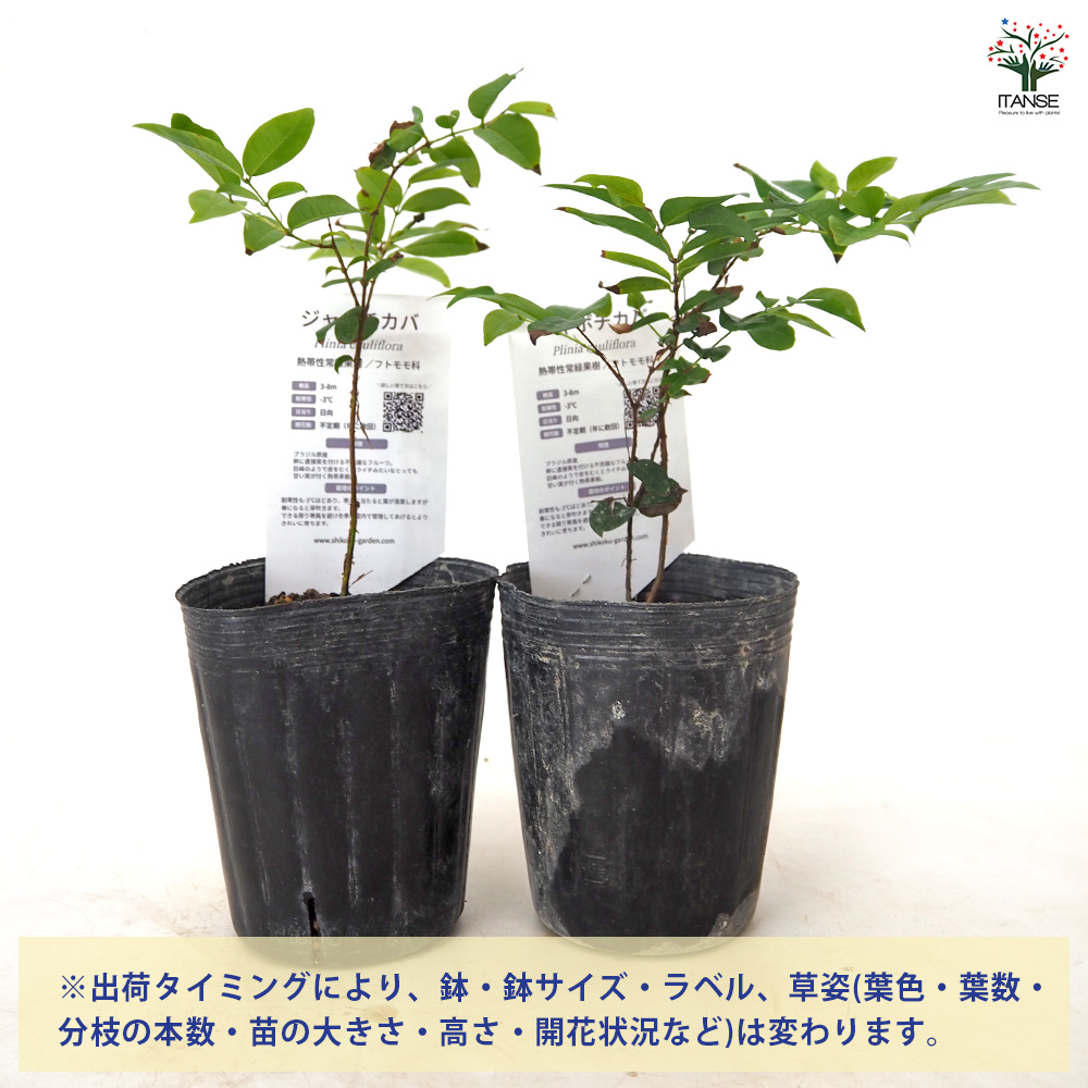 ジャボチカバの苗木 果樹の苗 3号/1個売り 熱帯果樹 ジャボチカバ苗