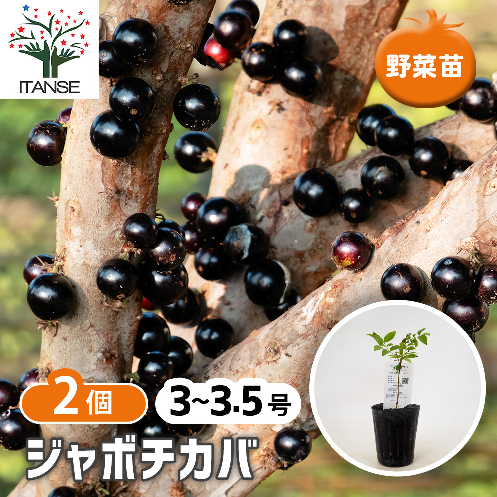 ジャボチカバの苗木 果樹の苗 3号/お買い得2個セット 熱帯果樹