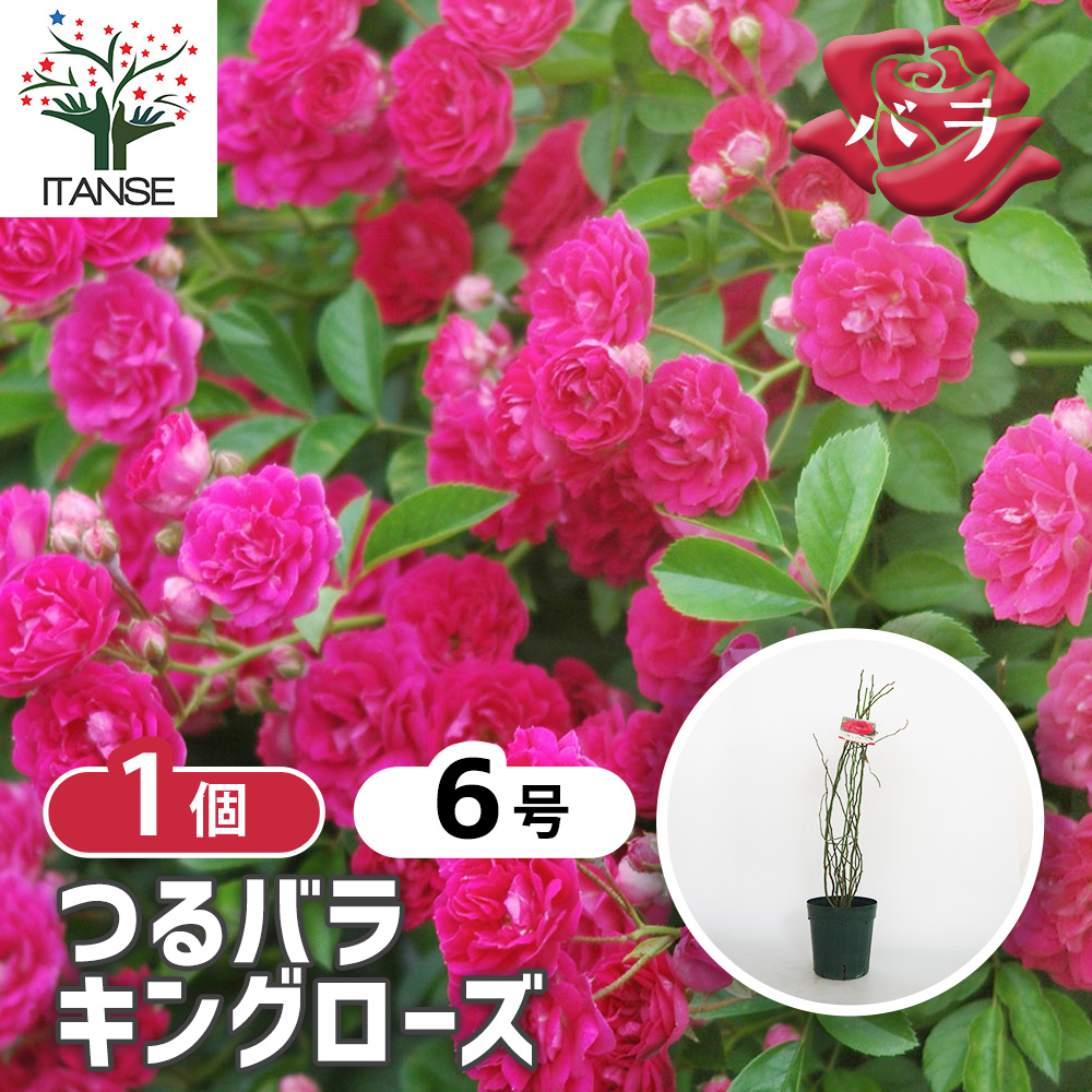 つる薔薇 キングローズ 花木苗 6号/1個売り 花 花苗 バラ 薔薇 ばら