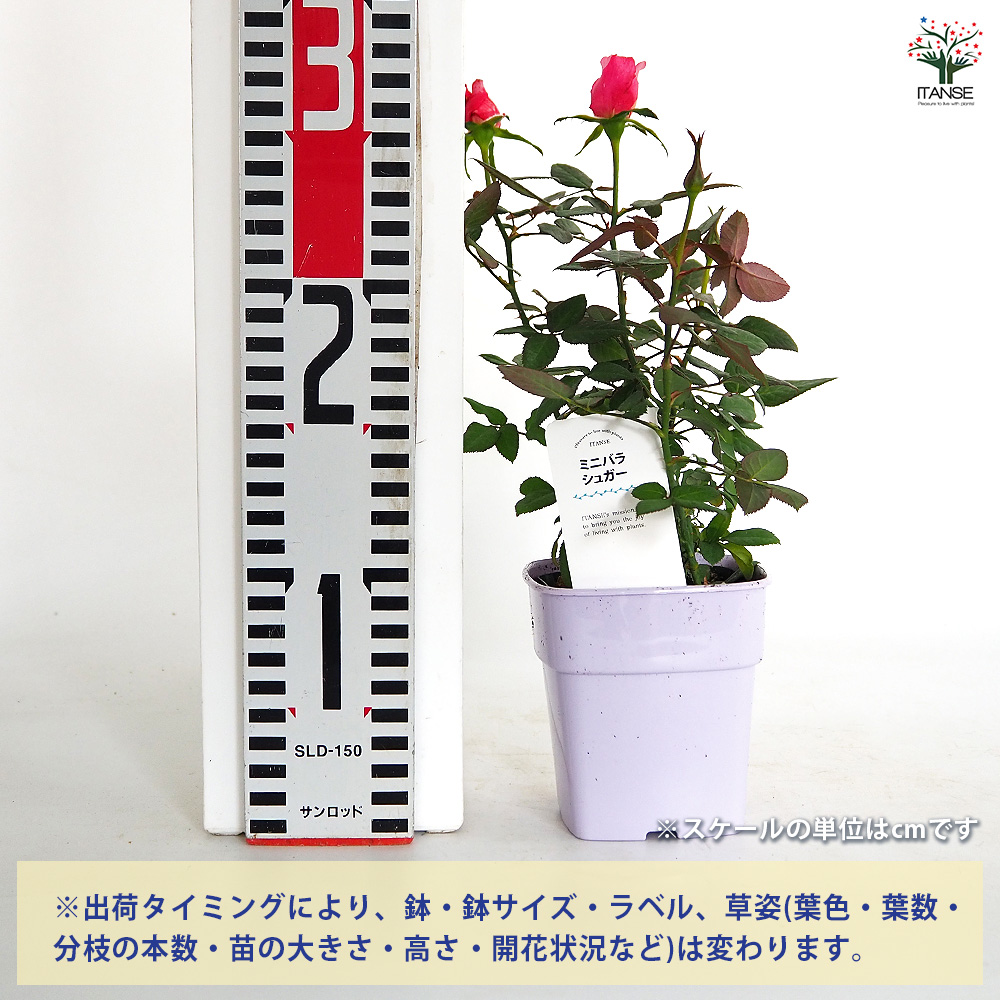 ミニ薔薇 シュガー 花木苗 3.5号/1個売り バラ苗 バラの苗 薔薇苗 薔薇