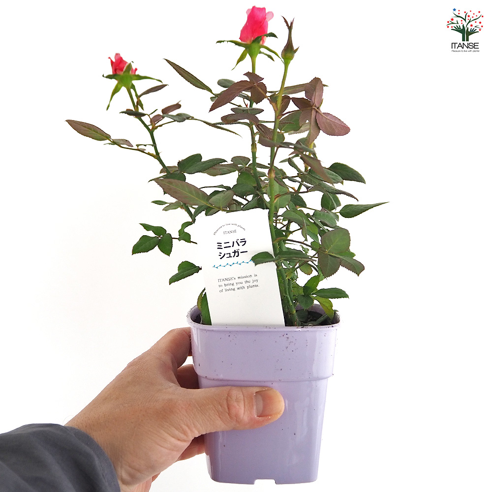 ミニ薔薇 シュガー 花木苗 3.5号/1個売り バラ苗 バラの苗 薔薇苗 薔薇