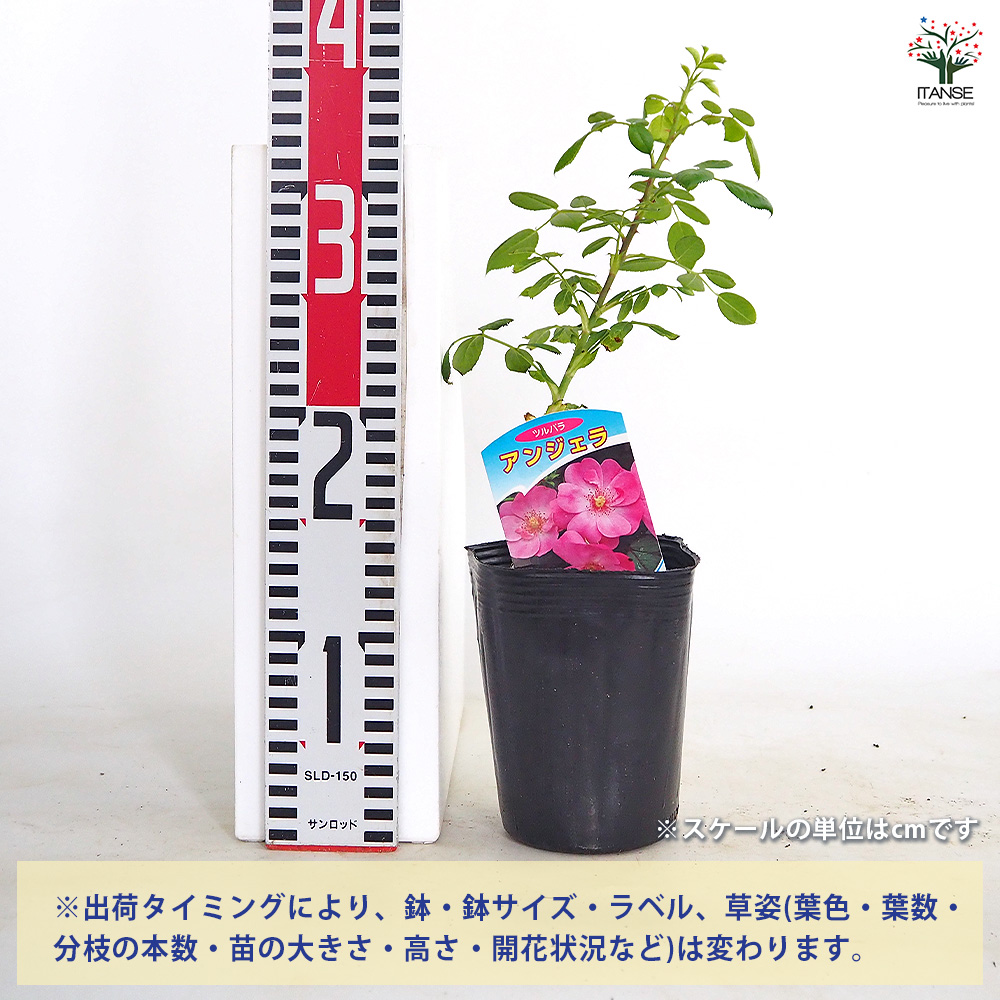 薔薇 アンジェラ 接木 花木苗 4号/1個売り バラ苗 バラの苗 薔薇苗