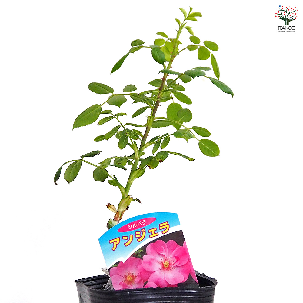 薔薇 アンジェラ 接木 花木苗 4号/1個売り バラ苗 バラの苗 薔薇苗