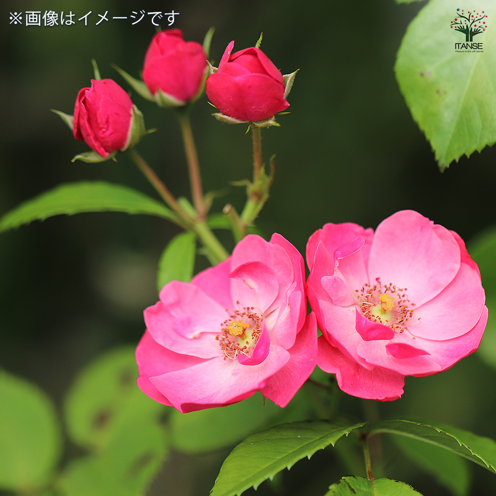 薔薇 アンジェラ 接木 花木苗 4号/1個売り バラ苗 バラの苗 薔薇苗