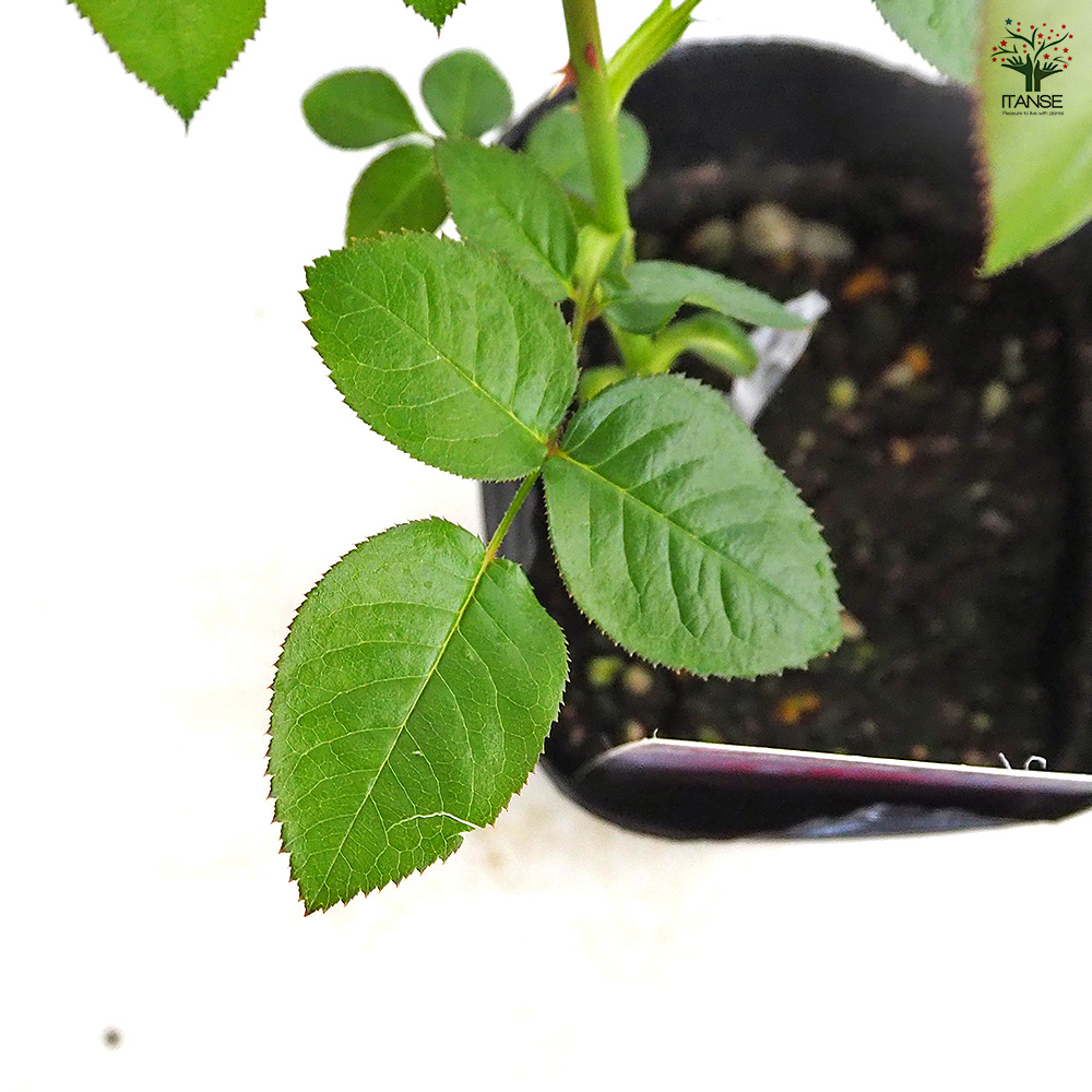 薔薇 エル 接木 花木苗 4号/1個売り バラ苗 バラの苗 薔薇苗 薔薇の苗