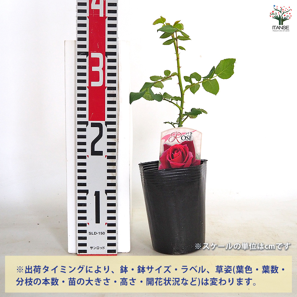 バラ接木開花苗 薔薇 コーヒーブレイク 接木 花木苗 4号/1個売り バラ苗 バラの苗 薔薇