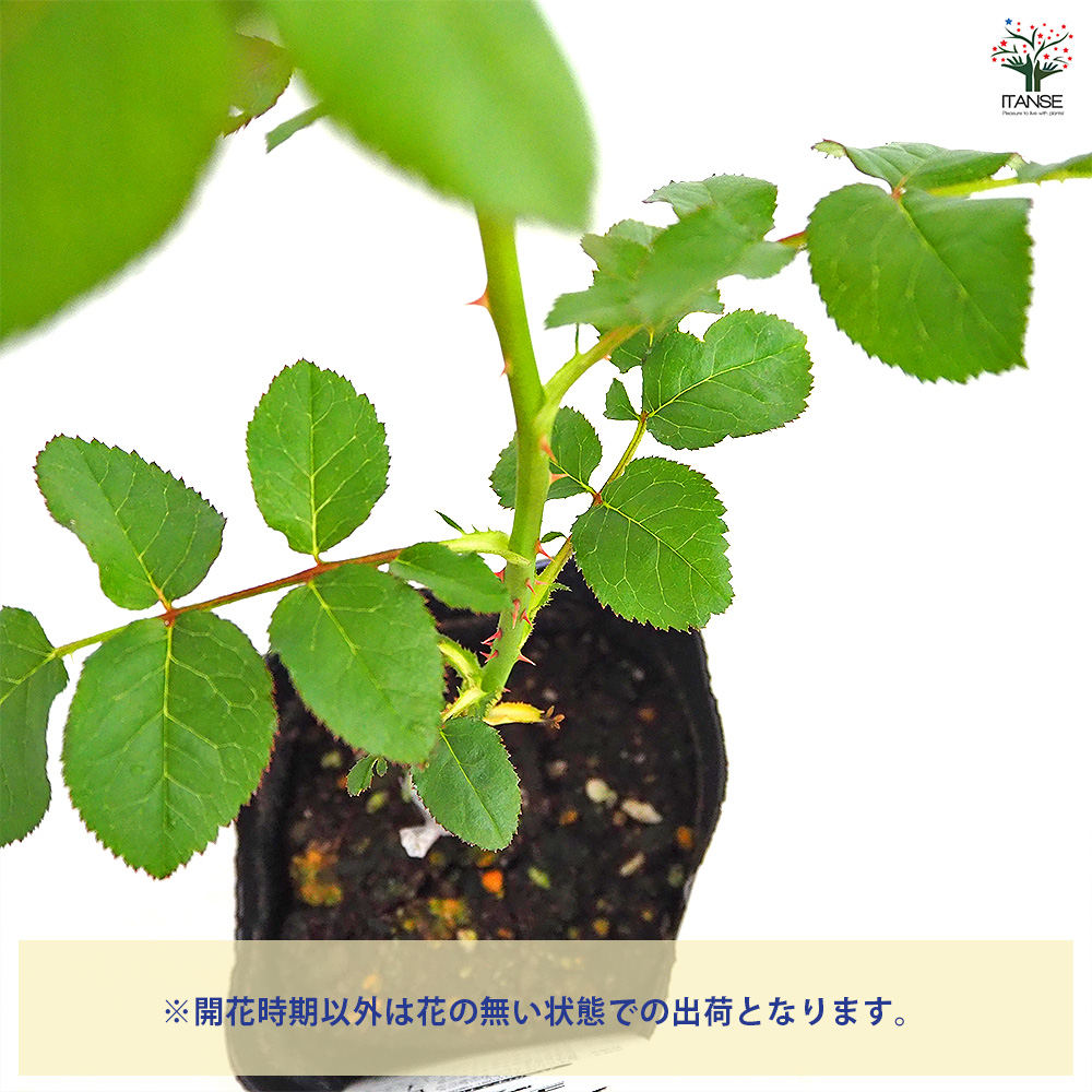 薔薇 コーヒーブレイク 接木 花木苗 4号/1個売り バラ苗 バラの苗 薔薇