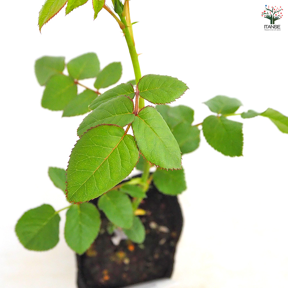 薔薇 コーヒーブレイク 接木 花木苗 4号/1個売り バラ苗 バラの苗 薔薇
