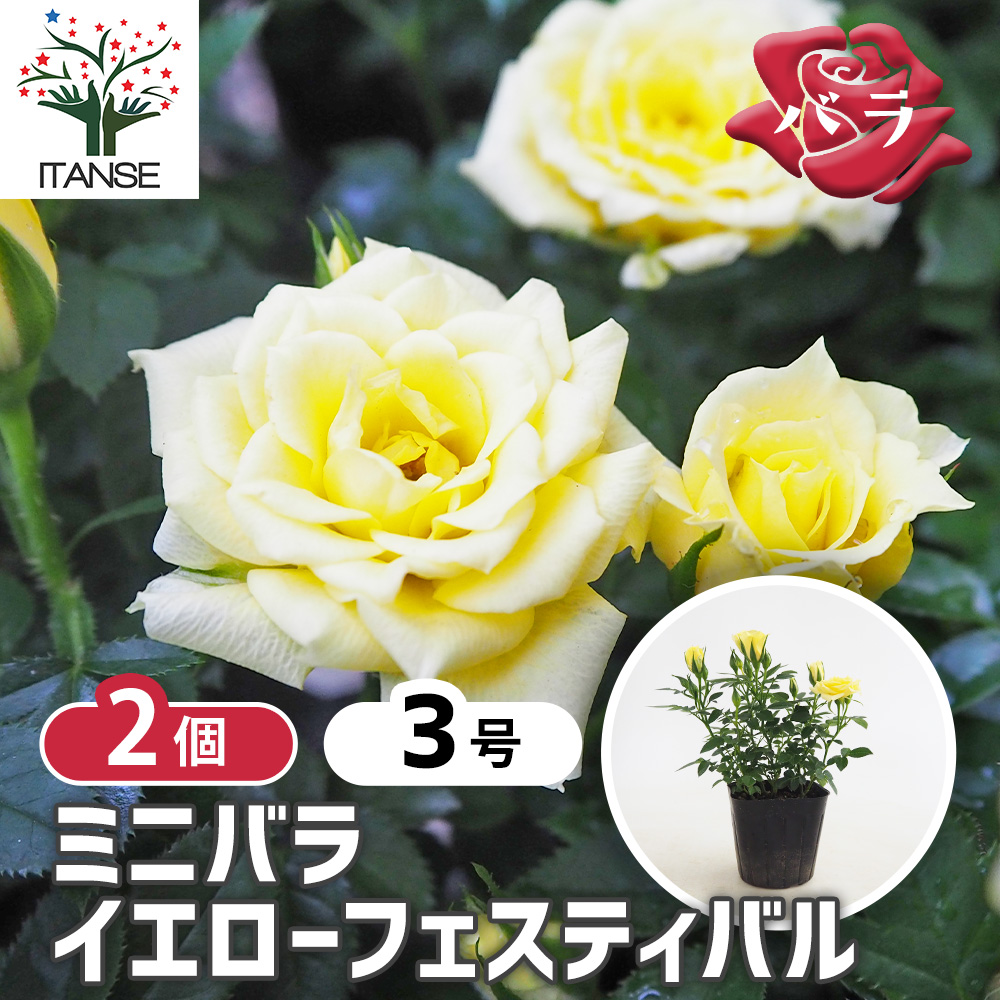 ミニ薔薇 イエローフェスティバル 花木苗 3号/お買い得2個セット バラ