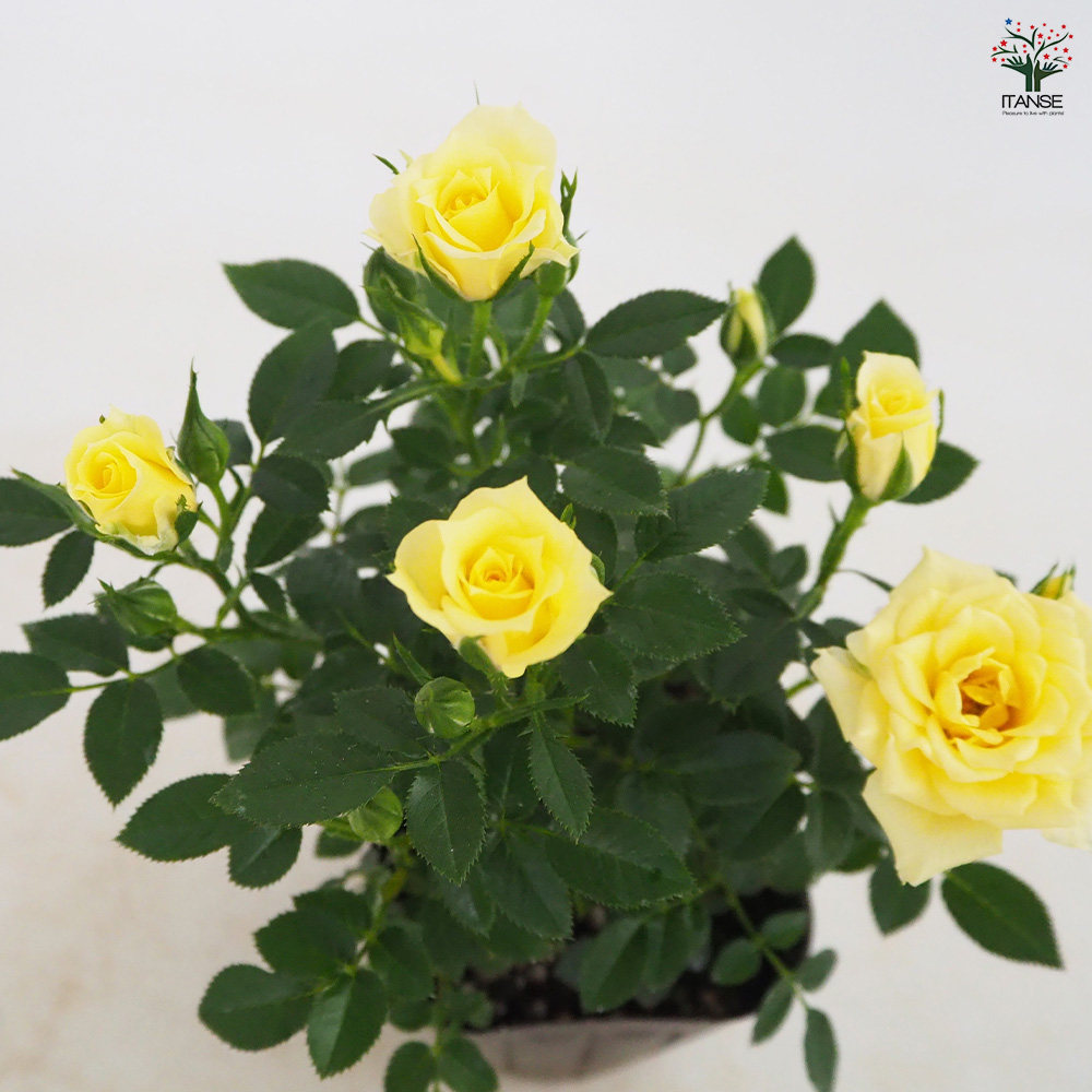 ミニ薔薇 イエローフェスティバル 花木苗 3号/お買い得2個セット バラ