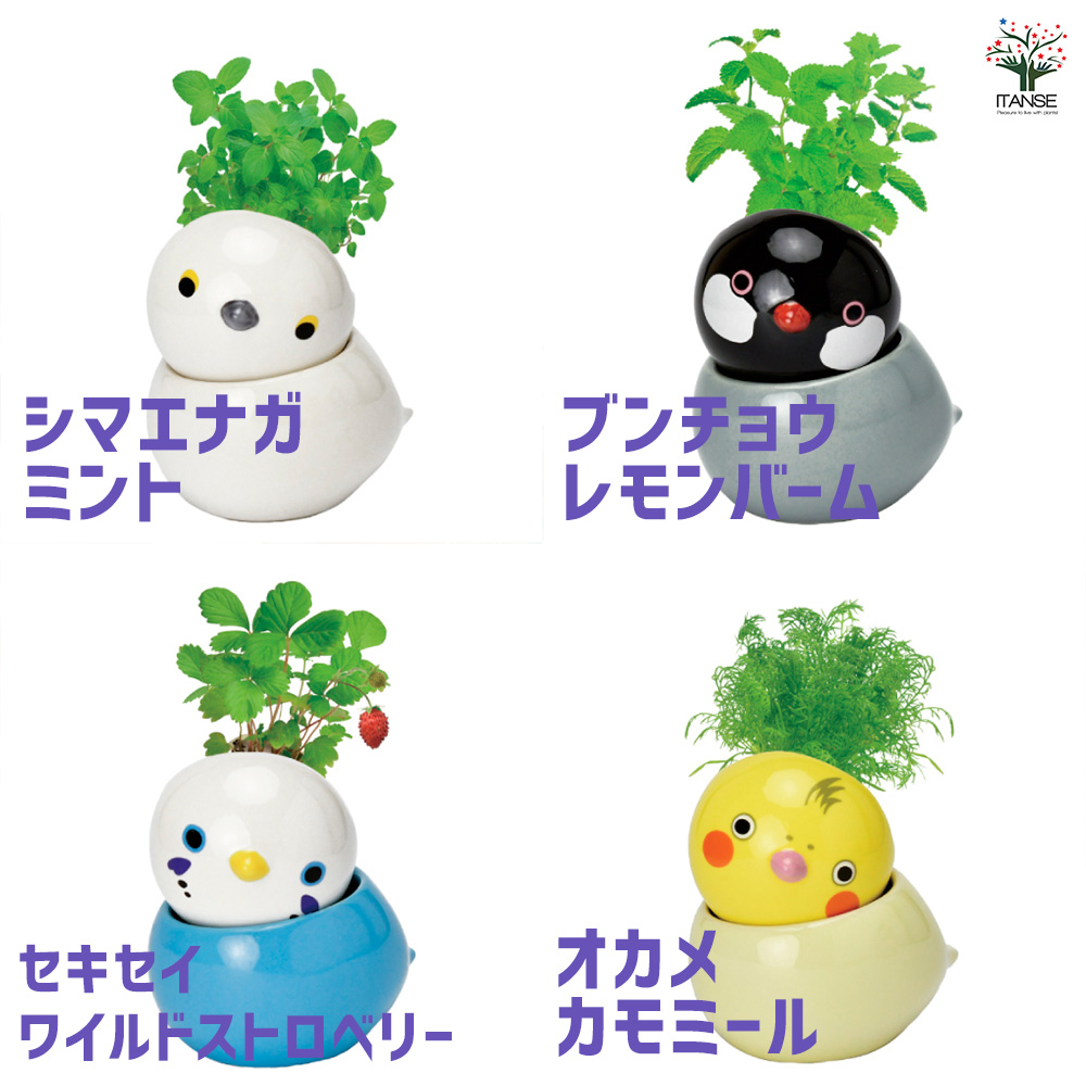栽培セット COROCORO bird シマエナガ ミント /1個売り 簡単キット