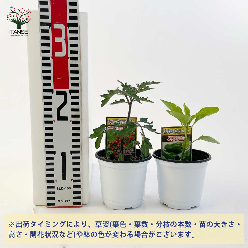 おまかせ野菜セット 季節野菜 野菜の苗 3.5号/お買い得4個セット