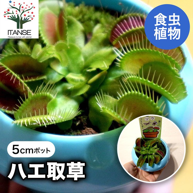 あページ 食虫植物5点セット ITANSE 食虫植物 ハエ取草 5cmポット 1個 鉢カバー付き 観葉植物 鑑賞