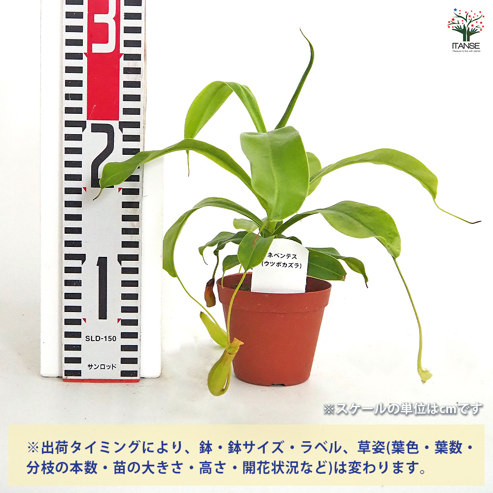ネペンテス (ウツボカズラ) 観葉植物 3号/1個売り 食虫植物 リンダ