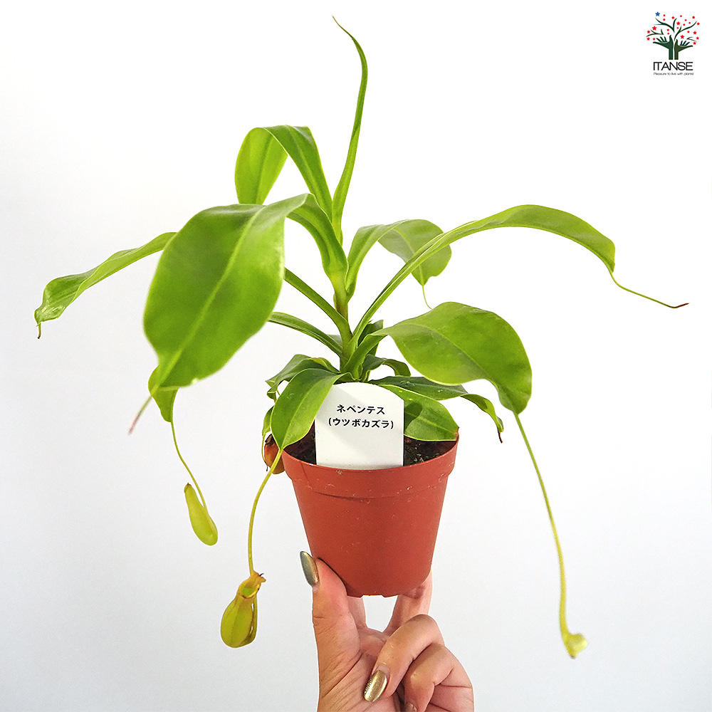 ウツボカズラ ネペンテス 観葉植物 ツボ7個あり ネペンテス (ウツボカズラ) 観葉植物 3号/1個売り 食虫植物 リンダ