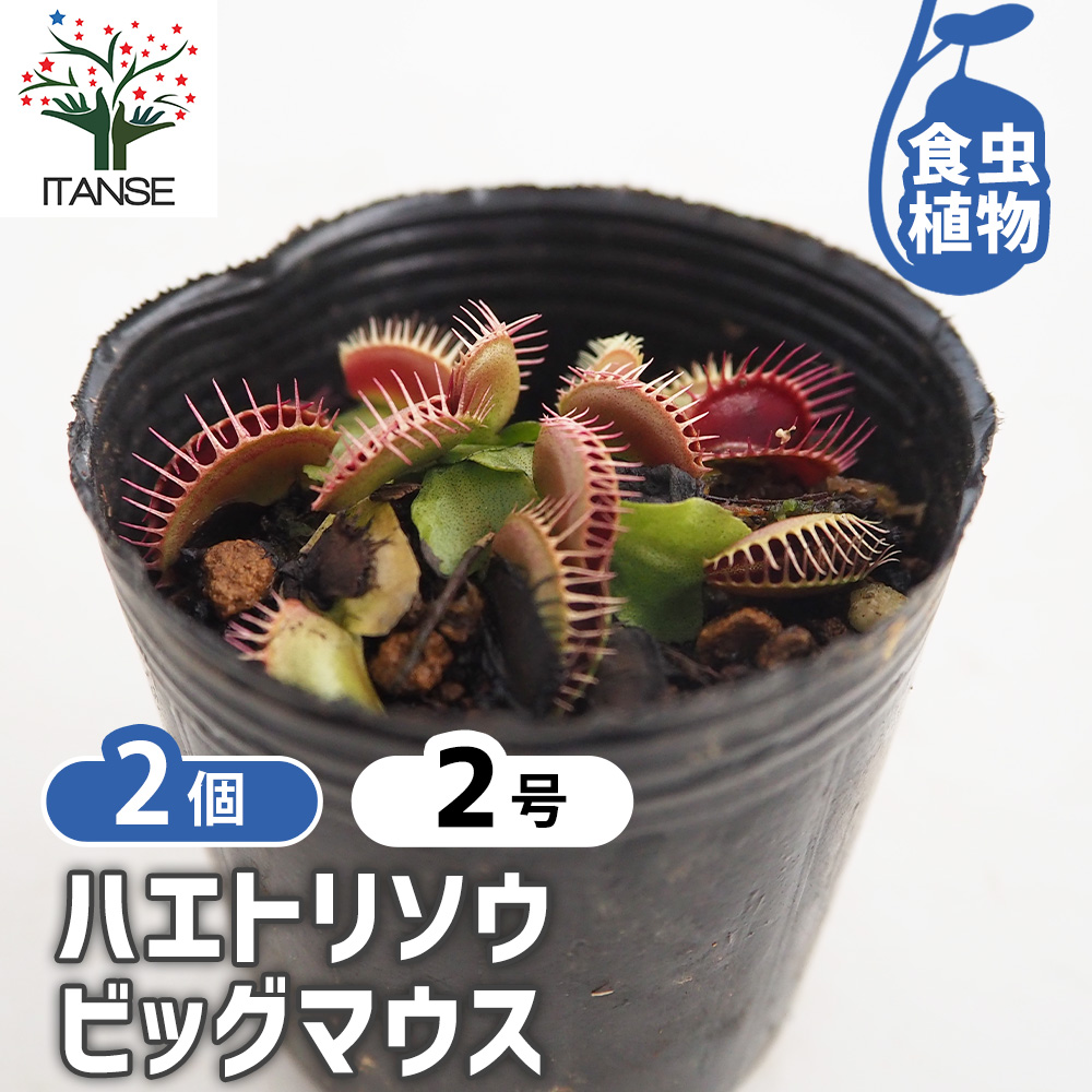ハエトリソウ ビッグマウス 観葉植物 2号/お買い得2個セット ハエトリ