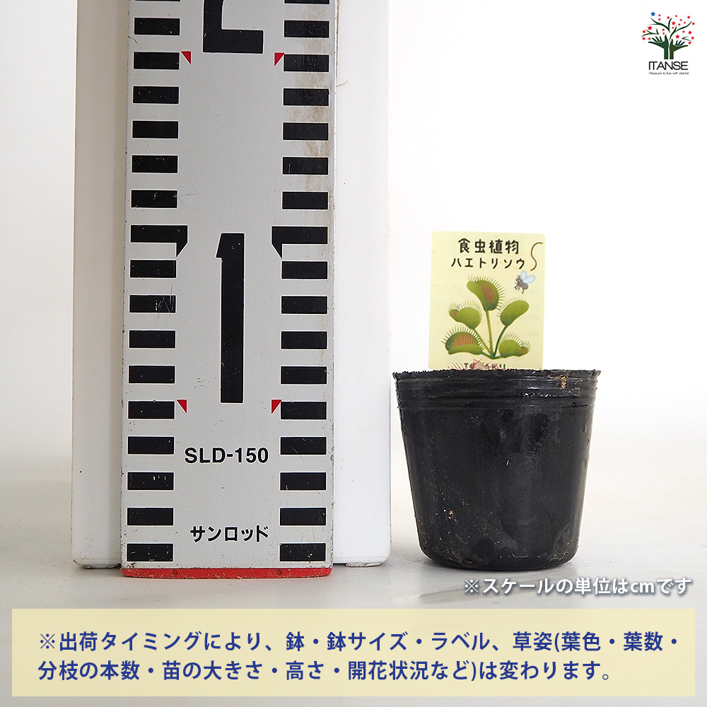ハエトリソウ ビッグマウス 観葉植物 2号/お買い得2個セット ハエトリ