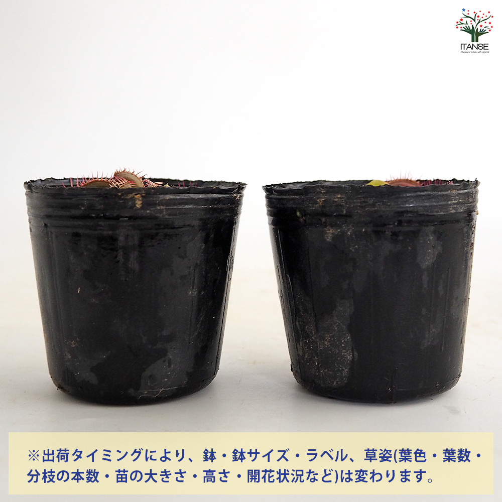 ハエトリソウ ビッグマウス 観葉植物 2号/お買い得2個セット ハエトリ