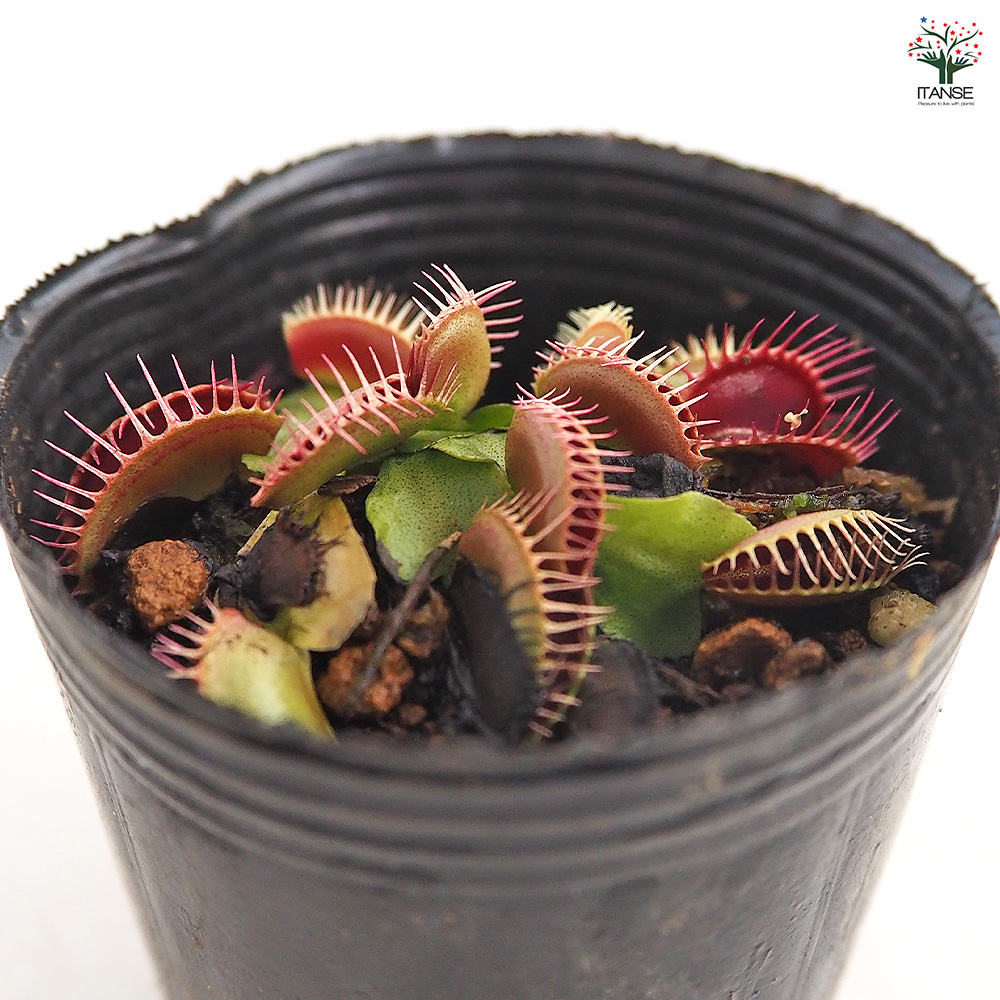 ハエトリソウ ビッグマウス 観葉植物 2号/お買い得2個セット ハエトリ