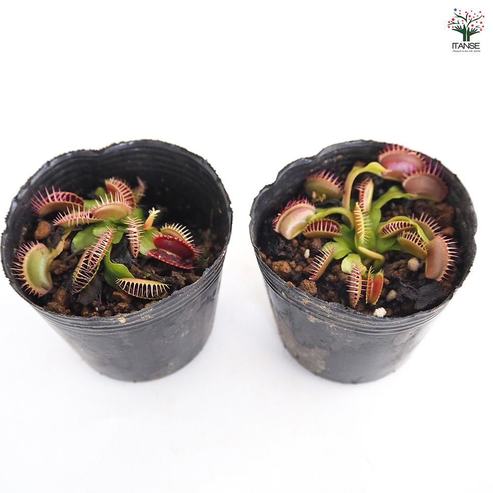 ハエトリソウ ビッグマウス 観葉植物 2号/お買い得2個セット ハエトリ