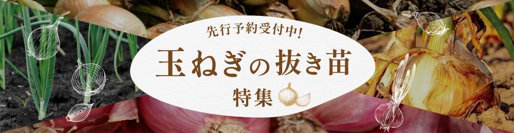 玉ねぎ抜き苗