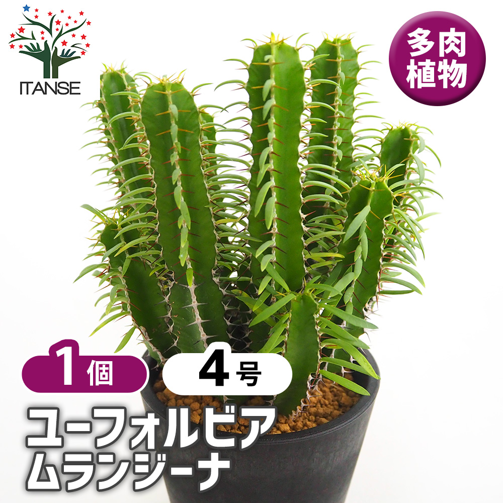 ユーフォルビア ムランジーナ 多肉植物 4号/1個売り 花苗 お花 宿根草