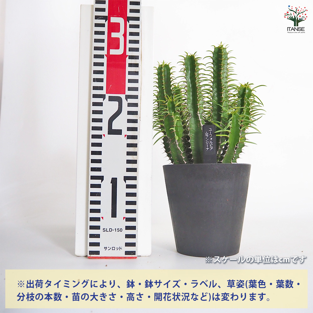 ユーフォルビア ムランジーナ 多肉植物 4号/1個売り 花苗 お花 宿根草
