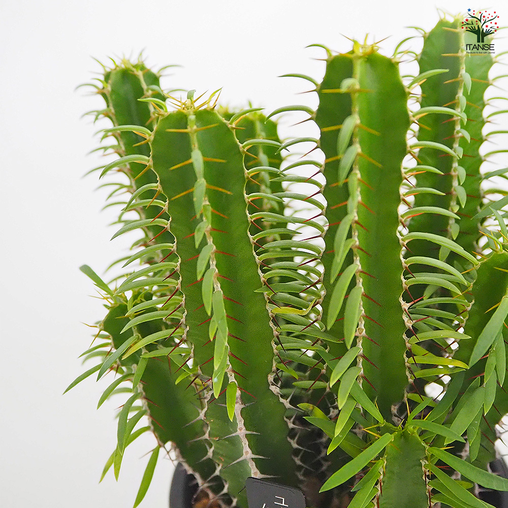 ユーフォルビア ムランジーナ 多肉植物 4号/1個売り 花苗 お花 宿根草