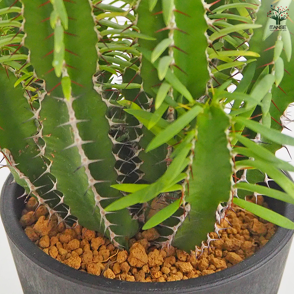 ユーフォルビア ムランジーナ 多肉植物 4号/1個売り 花苗 お花 宿根草