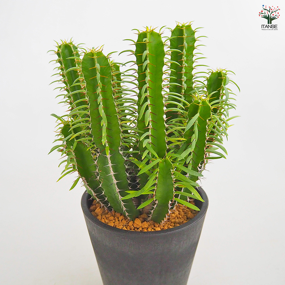 ユーフォルビア ムランジーナ 多肉植物 4号/1個売り 花苗 お花 宿根草