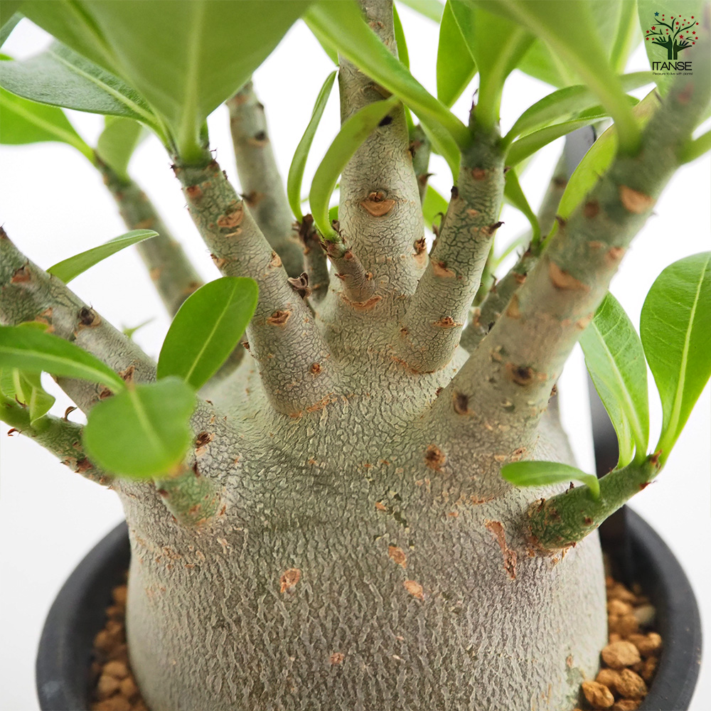 アデニウム ブラック(ゴジラ) 多肉植物 4号/1個売り リビング オフィス