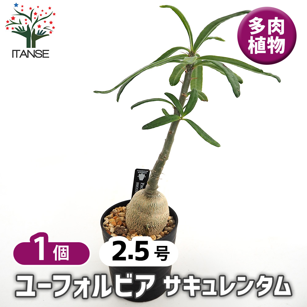 現品１点物！超美形パキポディウム・サキュレンタム(小葉タイプ)５号鉢 パキポディウム サキュレンタム 多肉植物 2.5号/1個売り 塊根植物