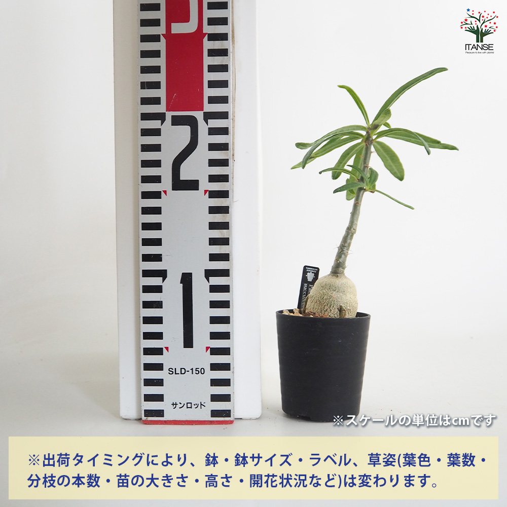 パキポディウム サキュレンタム 多肉植物 2.5号/1個売り 塊根植物