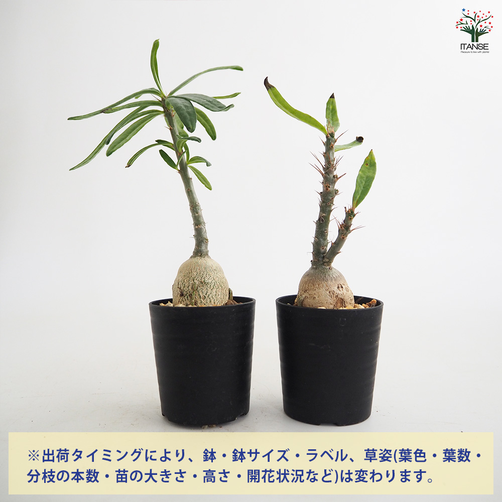 パキポディウム サキュレンタム 多肉植物 2.5号/1個売り 塊根植物