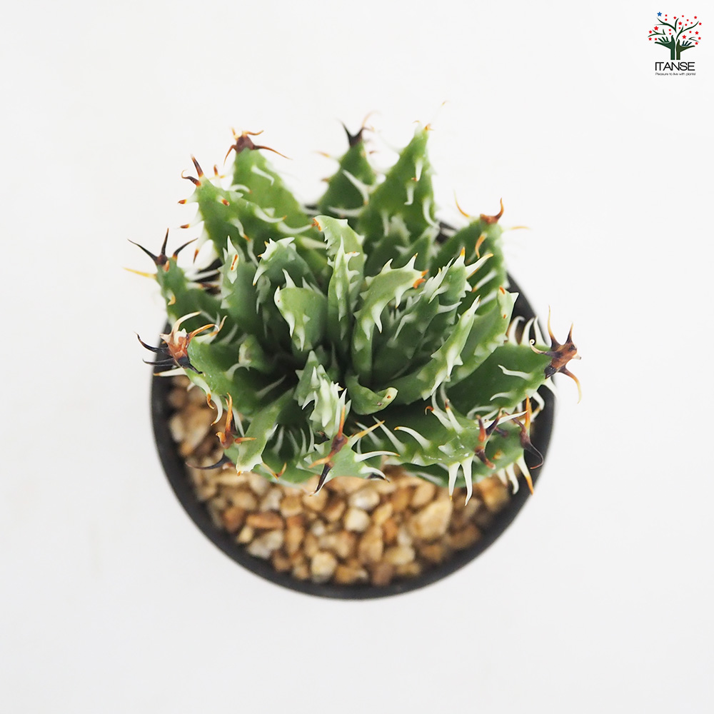 アロエ エリナケア 多肉植物 2.5号/1個売り キダチアロエ 木立アロエ