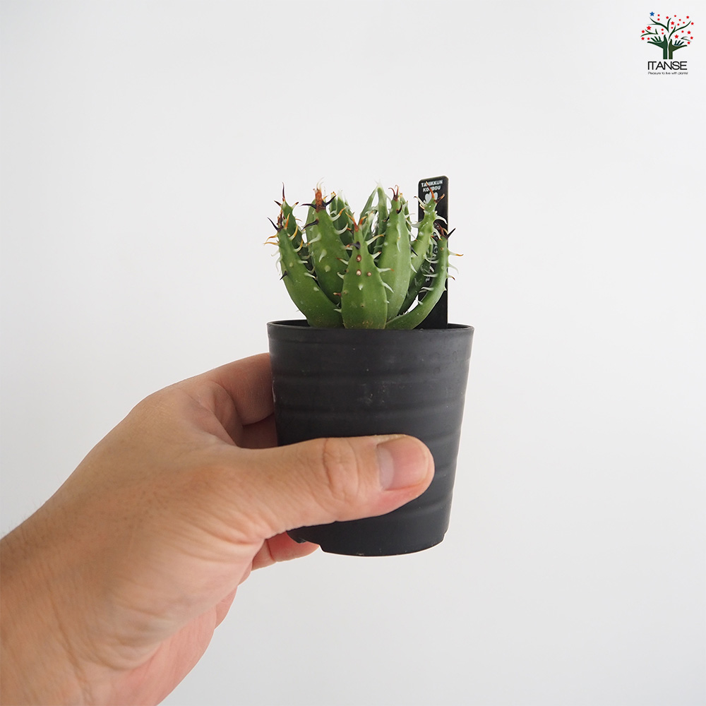 キダチアロエ 約30㎝ 2本 発根済みカット苗多肉植物 アロエ エリナケア 多肉植物 2.5号/1個売り キダチアロエ 木立アロエ