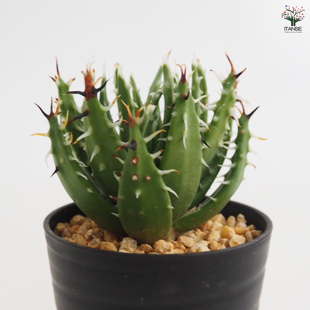 キダチアロエ 約30㎝ 2本 発根済みカット苗多肉植物 キダチアロエ カット苗 無農薬 ネコポス箱発送 - メルカリ