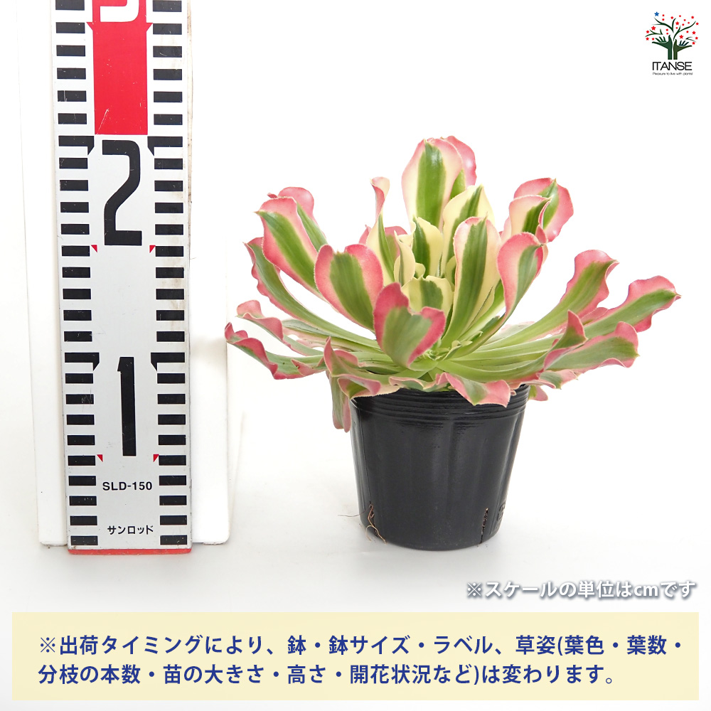アエオニウム リバーストーン 多肉植物 3号/1個売り リビング オフィス