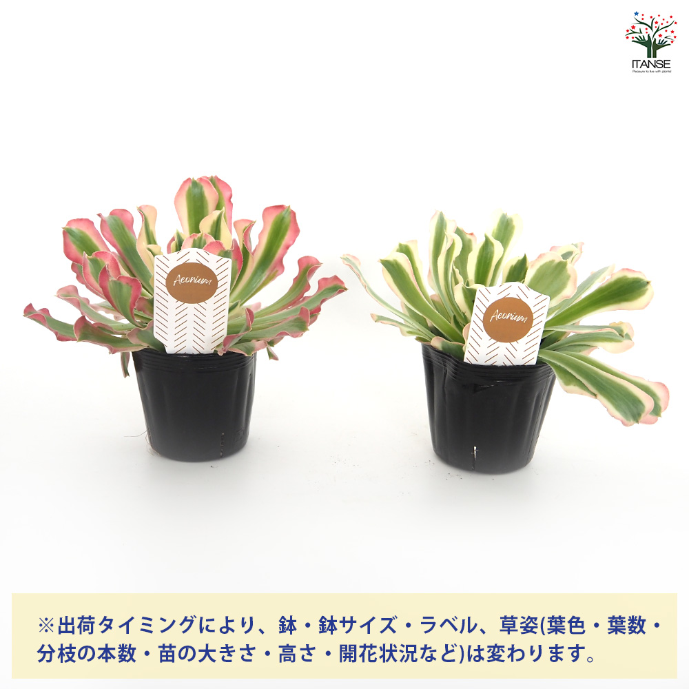 ❤️アエオニウム錦❤️リバーストーン❤️ 状態画像 アエオニウム リバーストーン 多肉植物 3号/1個売り リビング オフィス