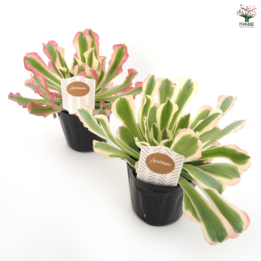 アエオニウム リバーストーン 多肉植物 3号/1個売り リビング オフィス