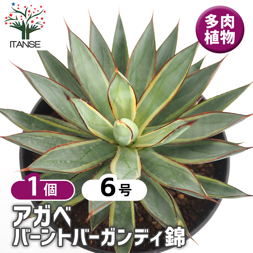 V38 激レア高級品種 多肉植物 アガベ バーントバーガンディ錦 特殊錦