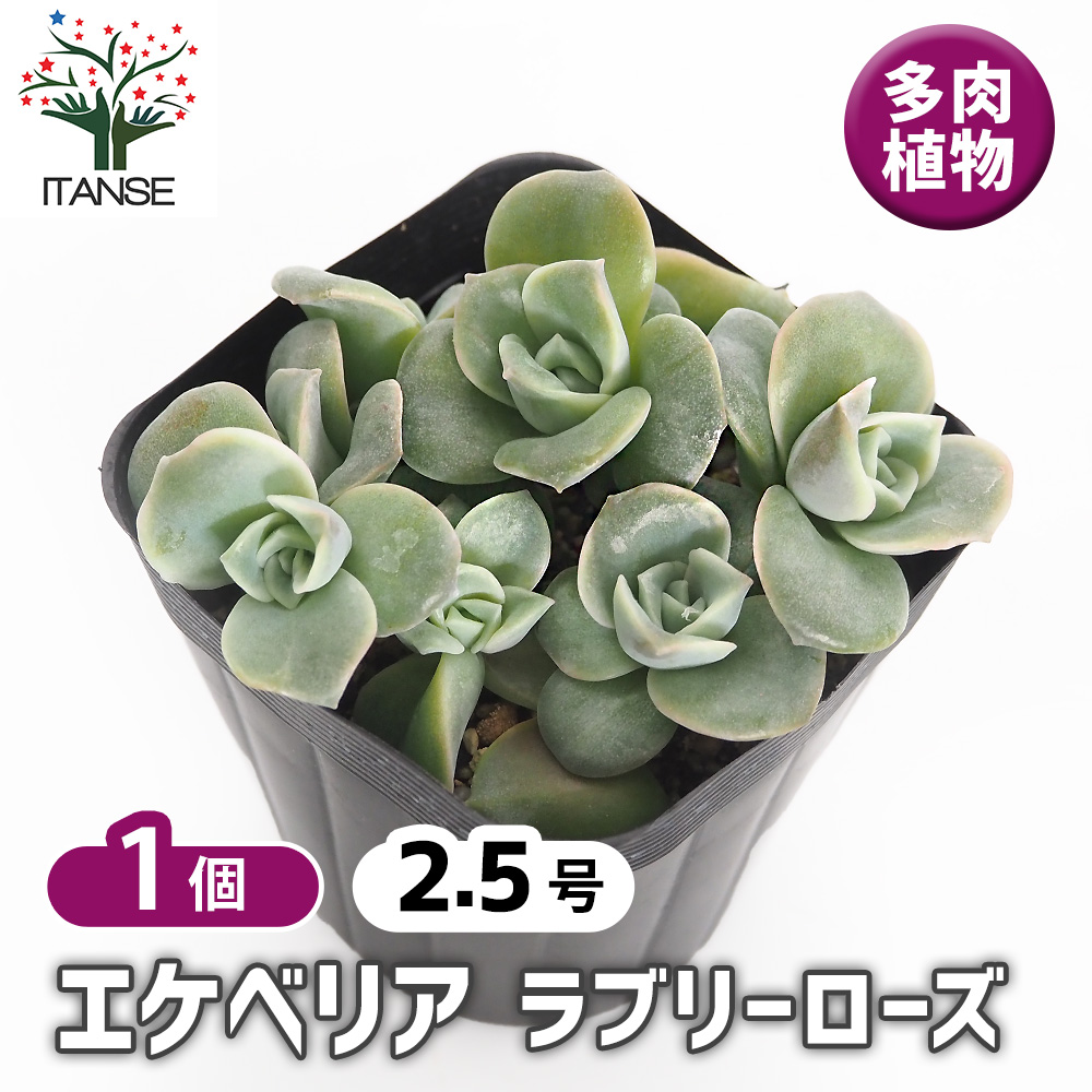 多肉植物 寄せ植え 軽石鉢 エケベリア セダム ラブリーローズ ロックガーデン エケベリア ラブリーローズ 多肉植物 2.5号/1個売り 観葉植物