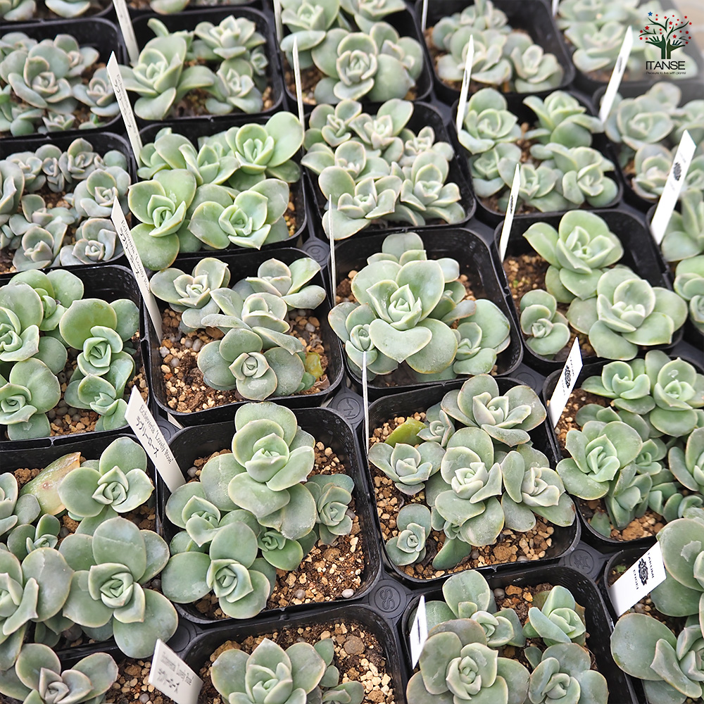 エケベリア ラブリーローズ 多肉植物 2.5号/お買い得4個セット 観葉