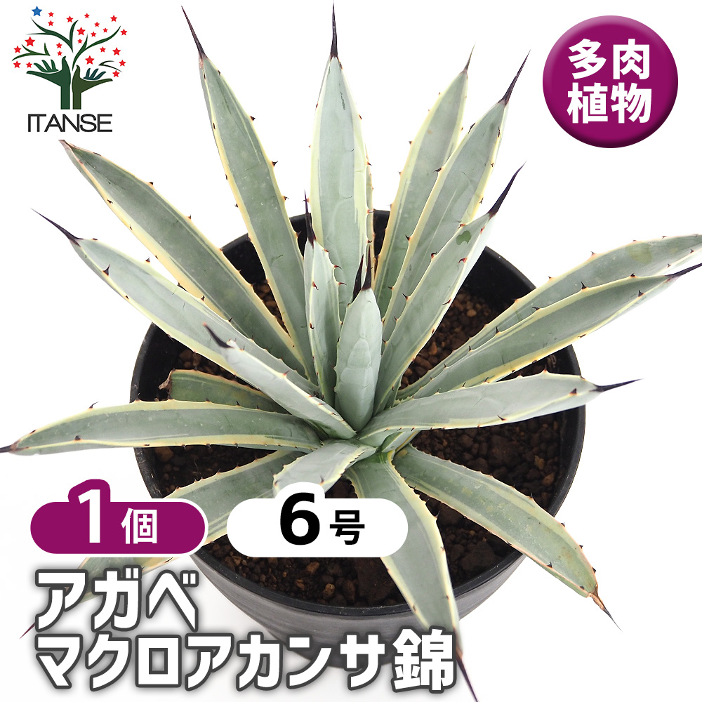 アガベ マクロアカンサ錦 多肉植物 6号/1個売り リビング アガベ マクロアカンサ錦 多肉植物 6号/1個売り リビング