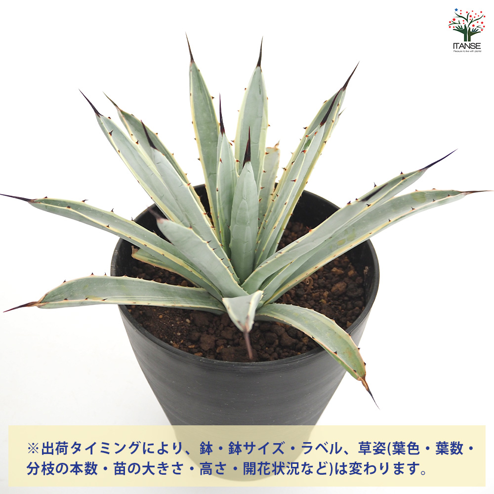 アガベ マクロアカンサ錦 多肉植物 6号/1個売り リビング オフィス