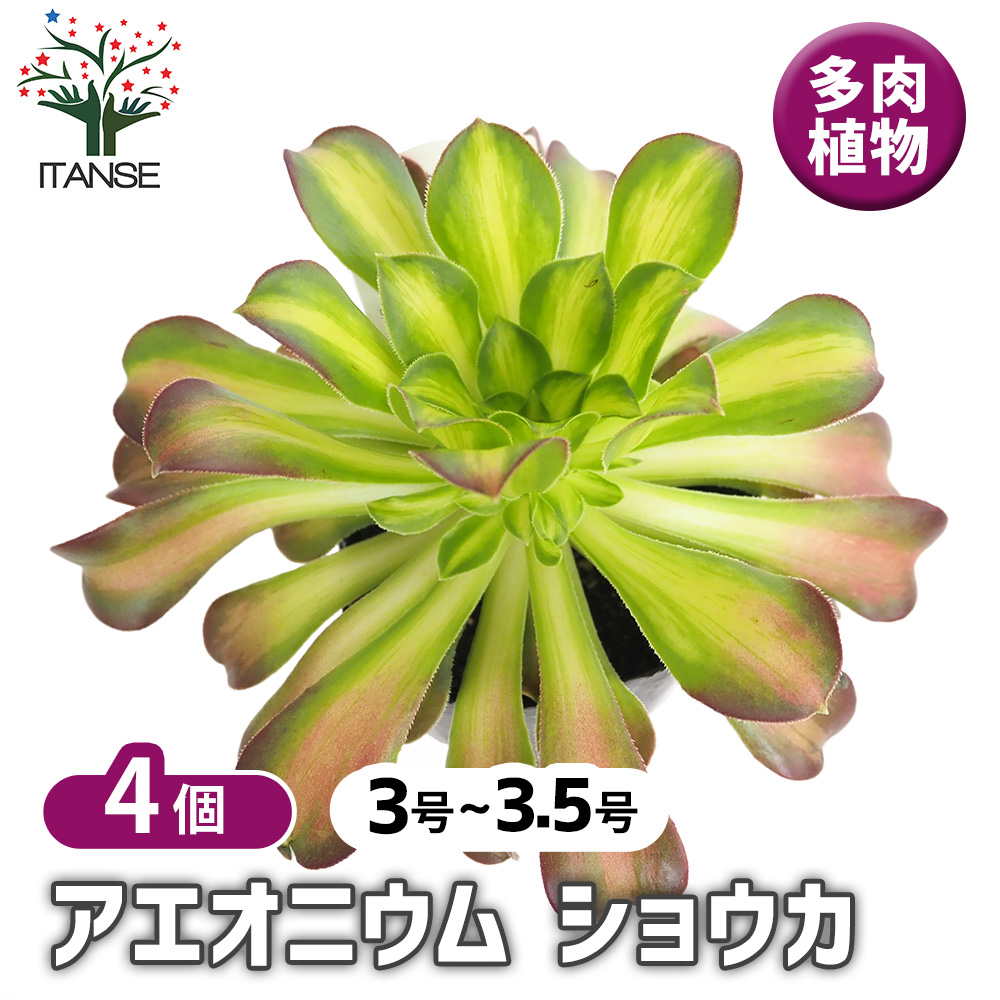 アエオニウム ショウカ 多肉植物 3〜3.5号/お買い得4個セット リビング